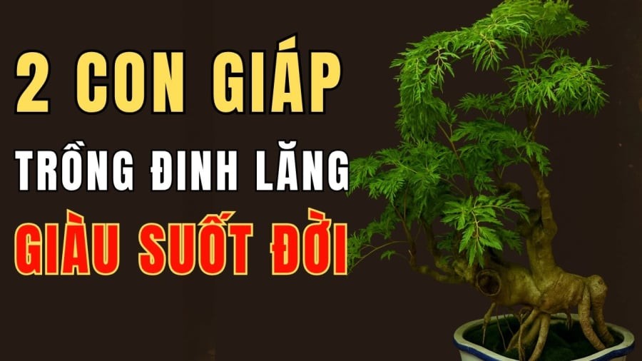 dinh