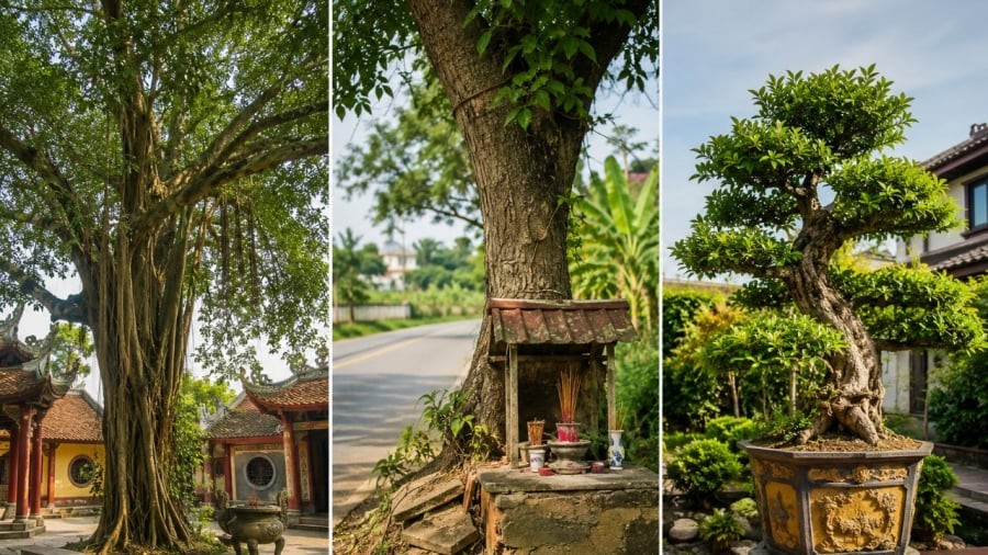 Cẩn thận khi chặt những cây này
