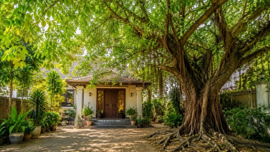 Cẩn thận khi có cây lớn trước nhà