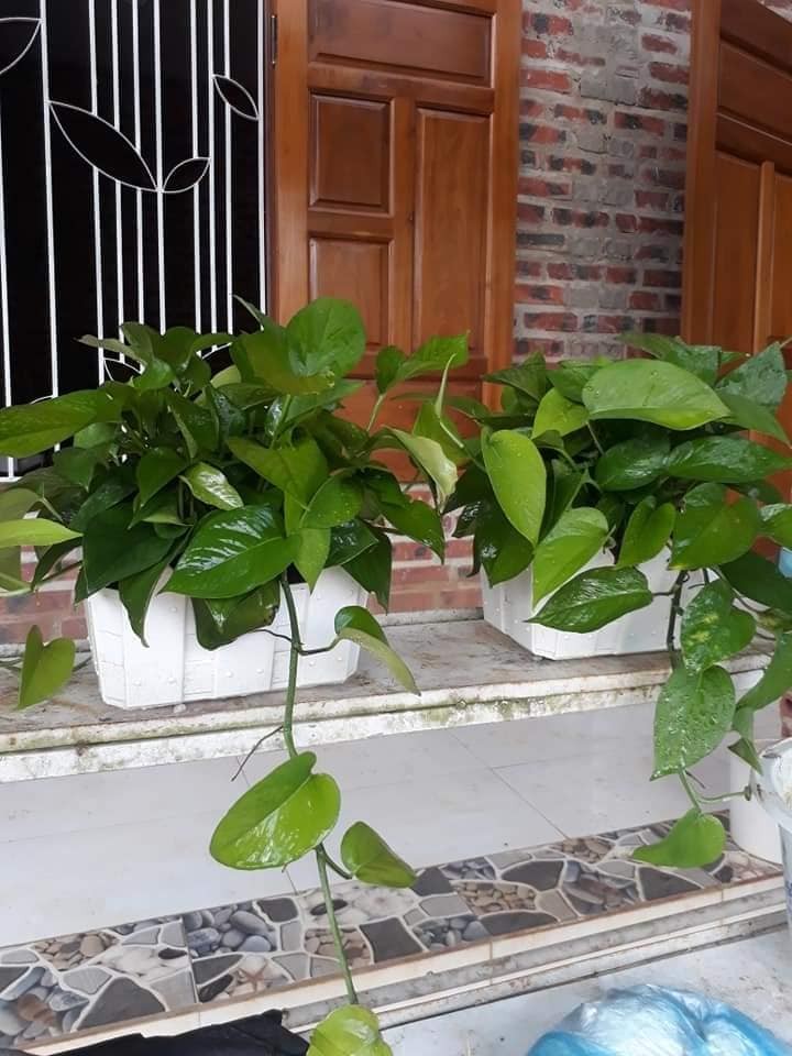 Cây Trầu Bà – xanh tốt và dễ chăm sóc

