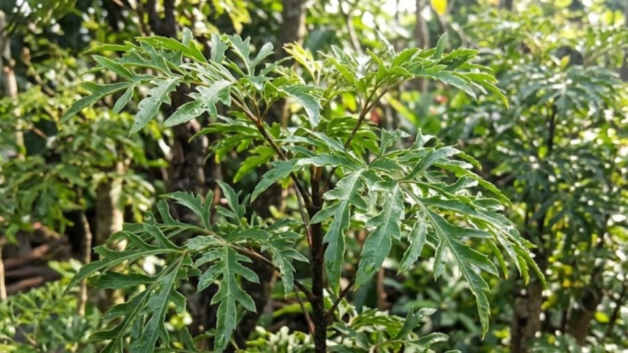 Việc trồng cây đinh lăng không chỉ có tác dụng trang trí, làm cảnh trong nhà mà còn mang lại nhiều lợi ích khác. Hãy cùng tìm hiểu nhé.