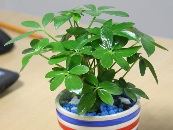 Ngũ Gia Bì là một trong những loại cây cảnh quen thuộc trong nhiều gia đình Việt