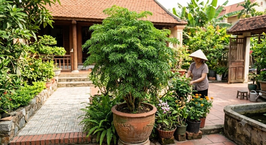 Đinh lăng là loại cây quen thuộc trong nhiều gia đình Việt, vừa làm cảnh vừa có thể tận dụng lá trong một số món ăn.