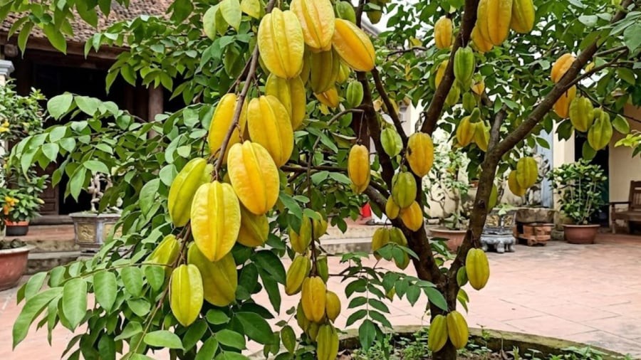 Việc trồng cây khế không chỉ có khả năng tạo bóng mát, làm cảnh, ăn quả mà còn có nhiều ý nghĩa đặc biệt khác.