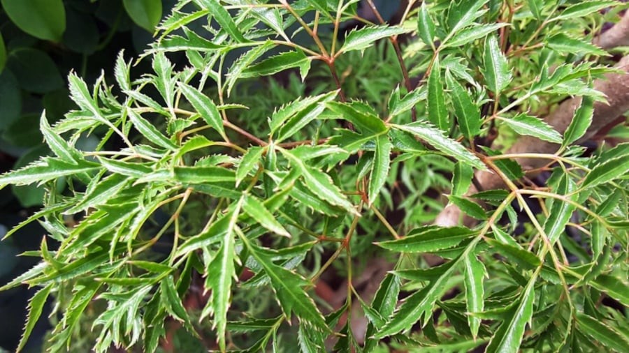 Đinh Lăng được dân gian ví như “sâm của người nghèo” nhờ dễ trồng, dễ tìm và được sử dụng trong đời sống