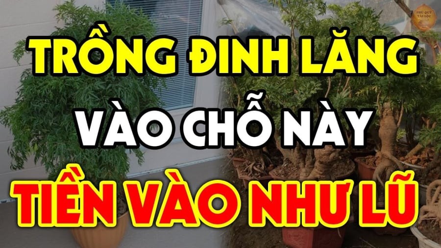 Theo quan niệm phong thủy dân gian, Đinh Lăng còn được xem là loại cây có khả năng hạn chế nguồn năng lượng tiêu cực từ bên ngoài