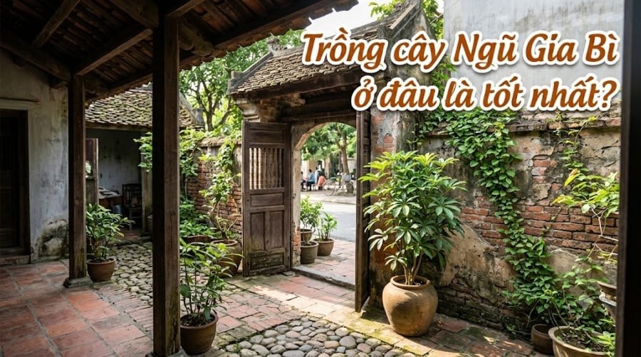 Theo quan niệm dân gian, vị trí đặt cây có thể ảnh hưởng đến ý nghĩa mà gia chủ gửi gắm. 

