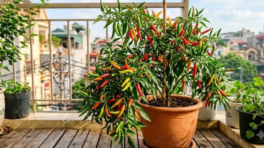 Ba vị trí lý tưởng nhất để đặt cây ớt là ở ngoài sân vườn, ban công hoặc sân thượng. 