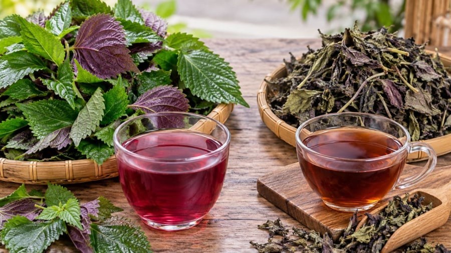 Nên uống nước tía tô tươi hay khô thì tốt hơn?