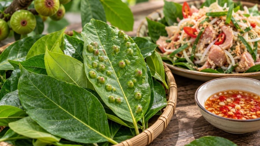 Có nên ăn lá sung có nốt sần không?