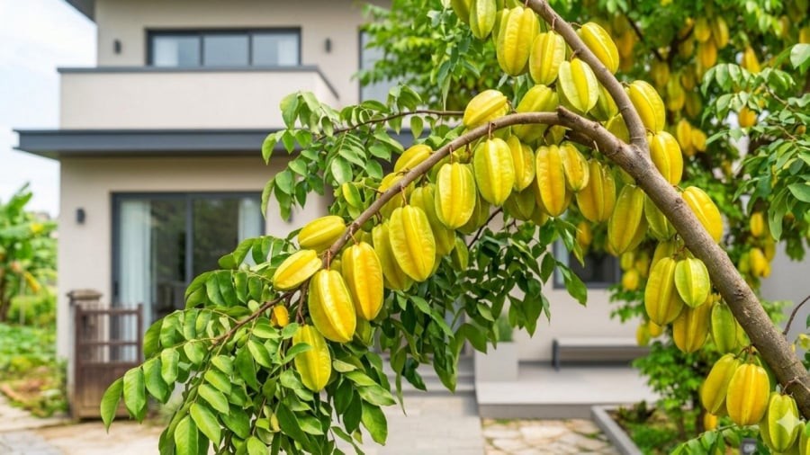 Mệnh Hỏa cũng có thể tham khảo cây Khế

