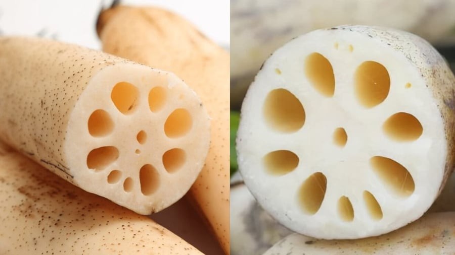 Củ sen 7 lỗ và 9 lỗ có sự khác biệt về hình dáng, kết cấu, hương vị.