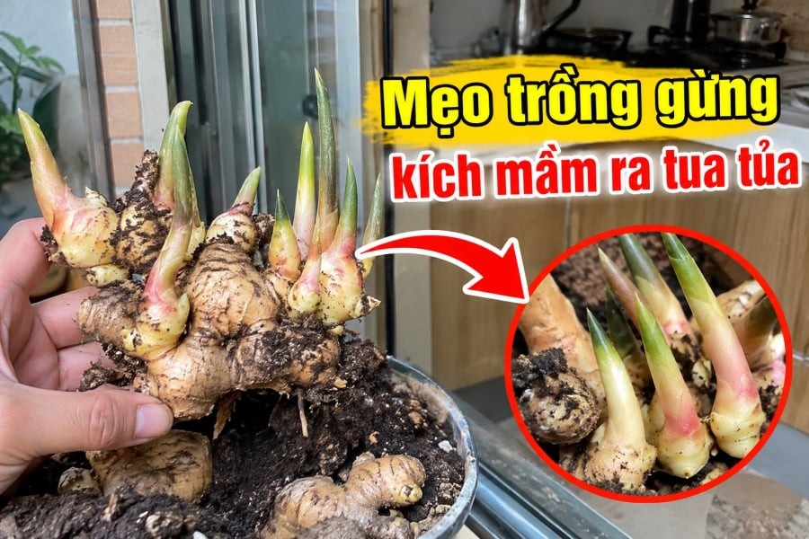 Gừng là loại gia vị quen thuộc và cũng khá dễ trồng tại nhà. Chỉ cần một vài củ gừng già, bạn có thể tận dụng chậu cây, thùng xốp hoặc khoảng đất nhỏ để tạo thành một khóm gừng xanh tốt. Tuy nhiên, vấn đề nhiều người gặp phải là đem củ vùi xuống đất khá lâu nhưng vẫn chưa thấy mầm, thậm chí củ còn bị mềm, thối trước khi kịp nảy.

