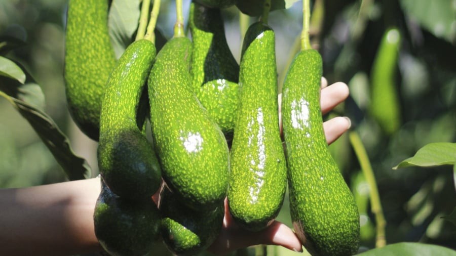Chọn bơ vừa chín tới để bảo quản

