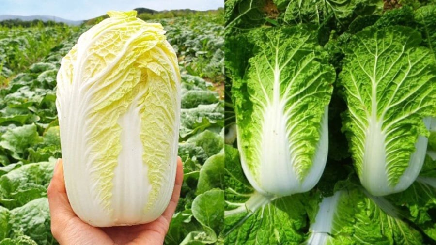 Cải thảo trắng và cải thảo xanh có sự khác nhau về kết cấu, hương vị. Tùy theo món ăn, bạn có thể chọn loại phù hợp.