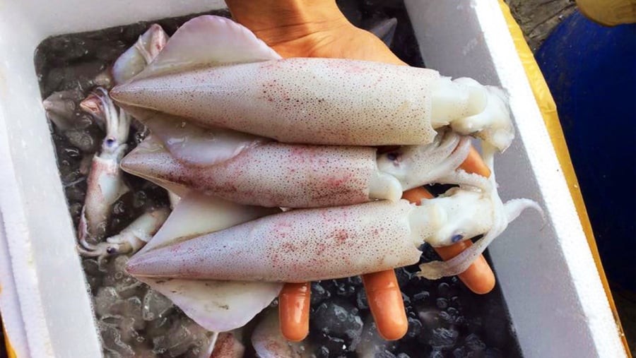 Chọn mực tươi để món xào ngon hơn

