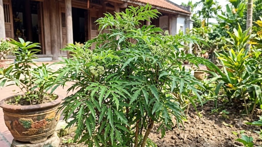 Mệnh nào hợp cây Đinh Lăng nhất?