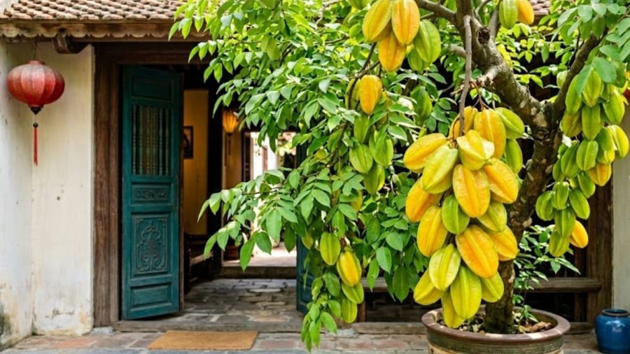 Cây khế có ý nghĩa tốt trong phong thủy.