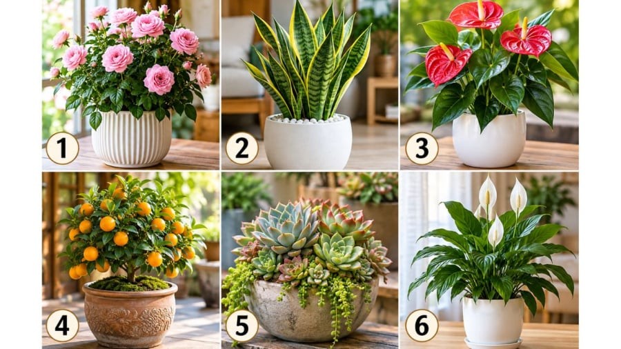Bạn ấn tượng nhất với chậu nào?