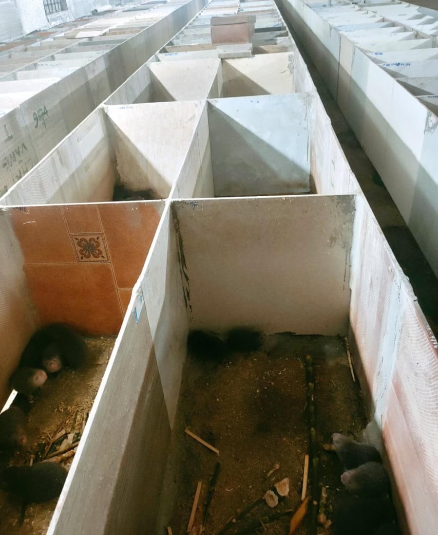Đàn dúi được nuôi trong hệ thống chuồng riêng tại trang trại của anh Nguyễn Văn Trường ở xã Vân Du, Nghệ An.