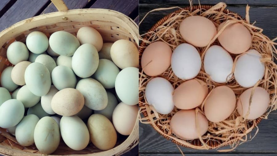 Trứng vịt có kích thước lớn hơn trứng gà. Điều này cũng góp phần tạo ra sự khác biệt về giá trị dinh dưỡng của hai loại trứng này.