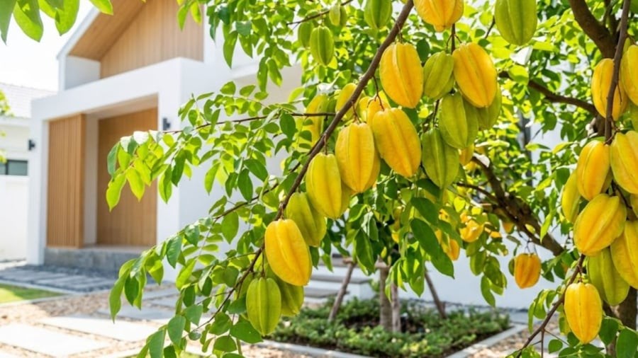 Sau khi trồng cây khế, cần chú ý đến việc tưới nước, bón phân, tỉa cành để cây có thể phát triển nhanh, ra nhiều quả.