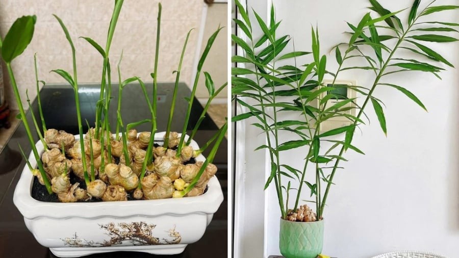 5 điều quan trọng cần biết khi chơi chậu gừng trong nhà