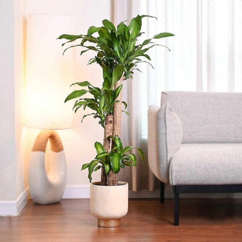 Cây phát tài có dáng thanh thoát, màu lá xanh tươi, phù hợp đặt tại phòng khách hoặc góc làm việc để tăng thêm vẻ sinh động cho không gian.