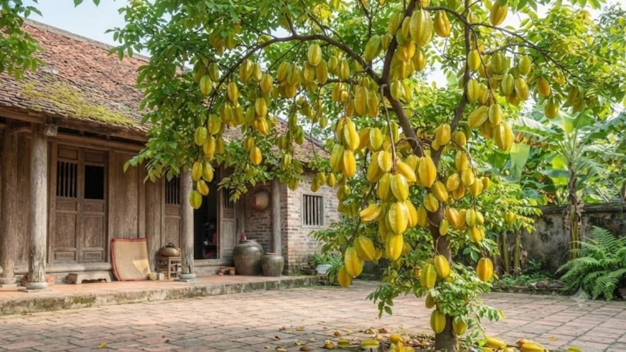 Mệnh nào kỵ cây Khế nhất?