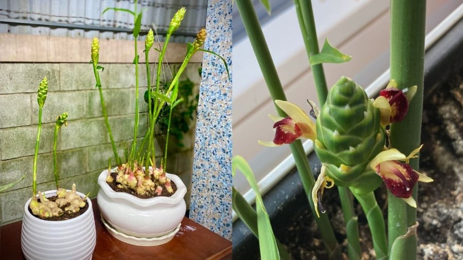 Gừng ra hoa được xem là điềm lành trong phong thủy.