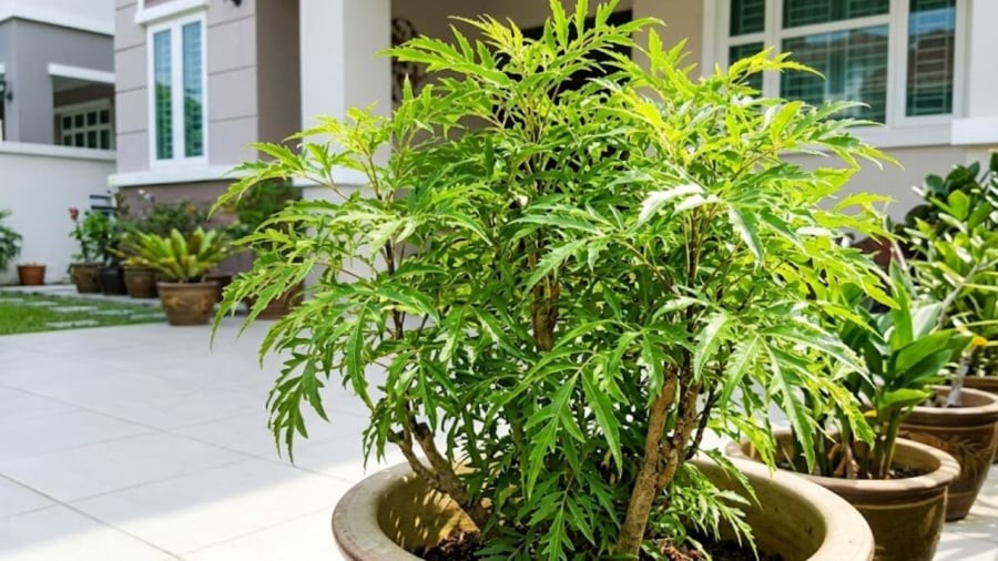 Theo ngũ hành tương khắc, người mệnh Kim và mệnh Thổ cần cân nhắc khi lựa chọn trồng cây đinh lăng.