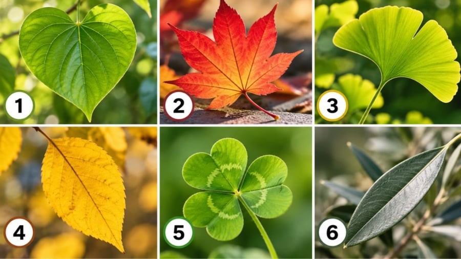 Bạn chọn chiếc lá nào?