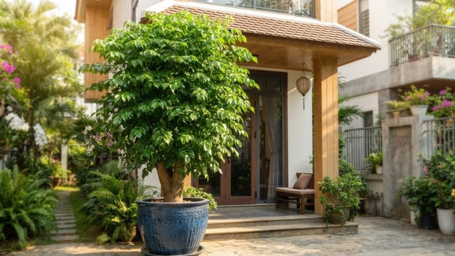 Mệnh nào hợp cây hạnh phúc nhất?