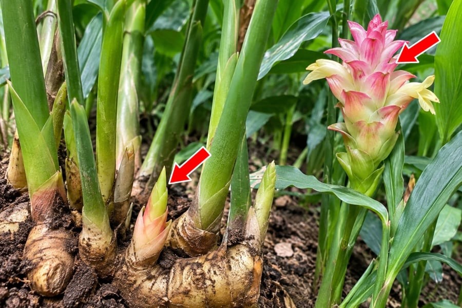 Muốn gừng mọc nhiều mầm, bí quyết quan trọng là chọn củ giống già, khỏe, có nhiều mắt; ủ cho mắt gừng nhú trước khi trồng và sử dụng giá thể tơi xốp, giàu hữu cơ nhưng thoát nước tốt. Sau khi cây phát triển ổn định, cần duy trì độ ẩm vừa phải, bổ sung dinh dưỡng hợp lý và tránh đào xới làm tổn thương thân rễ.

