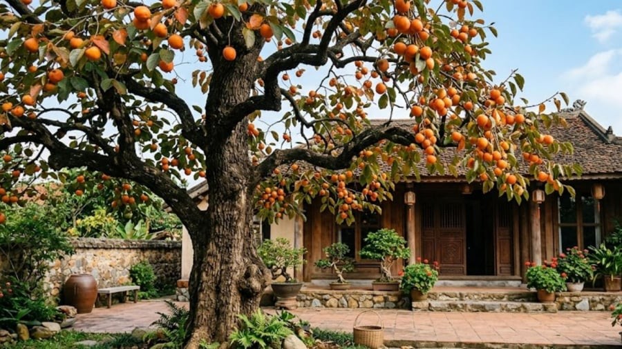 Cây hồng là loại cây có tuổi thọ cao, được đánh giá cao về ý nghĩa phong thủy.