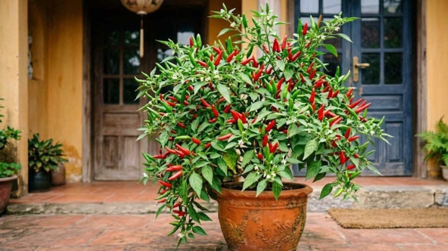 Ngoài việc trồng để lấy quả, cây ớt còn có ý nghĩa phong thủy tốt lành. Đặt cây ớt ở đúng vị trí sẽ góp phần thu hút may mắn, tài lộc vào nhà.