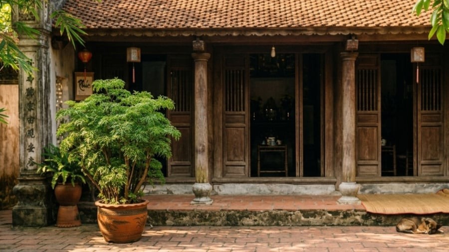 Những người nên trồng cây đinh lăng quanh nhà