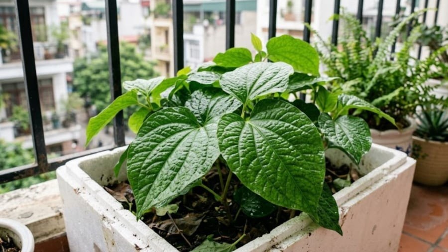 Bạn có thể trồng lá lốt bằng cách giâm cành.