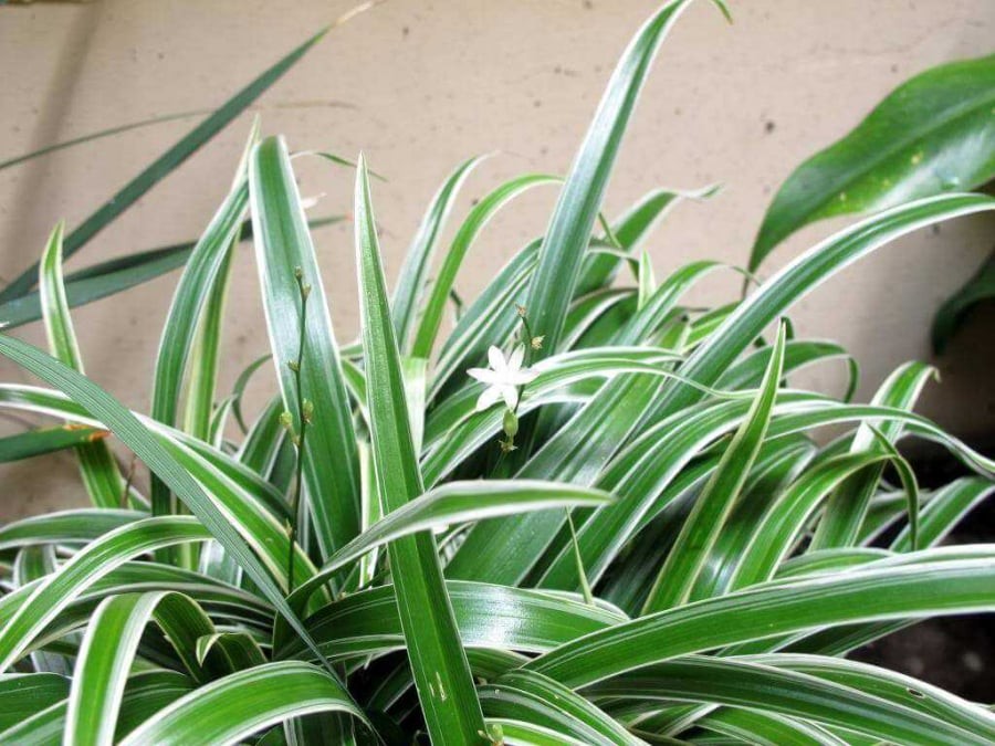 Cây dây nhện hay còn được gọi là cỏ lan chi, là loại cây cảnh khá dễ trồng, được nhiều người lựa chọn để trồng làm cảnh cho ngôi nhà mình