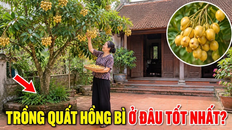 Trồng Quất Hồng Bì ở vị trí nào là tốt nhất?