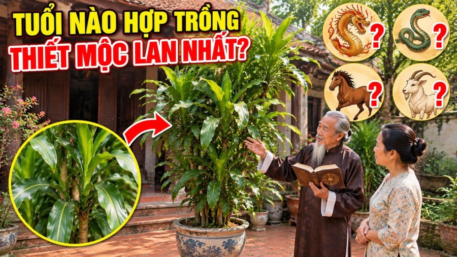 Ngay từ tên gọi và đặc điểm sinh trưởng, Thiết Mộc Lan đã gợi liên tưởng rất rõ đến yếu tố Mộc. Cây có thân gỗ, lá dài xanh tốt, sức sống khá bền bỉ và có khả năng mọc chồi mới sau khi được cắt tỉa.