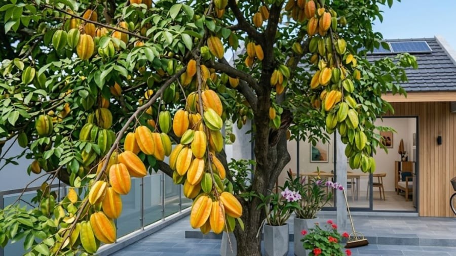 Việc trồng cây khế trong nhà vừa giúp tạo thêm khoảng xanh, vừa có ý nghĩa tốt cho phong thủy.