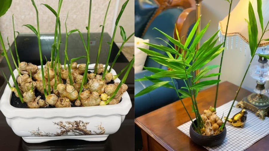 Trồng gừng trong đất và trồng gừng thủy sinn đều có những ưu điểm riêng.