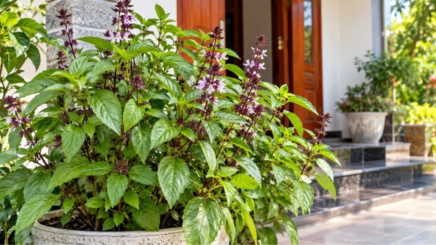 Húng quế dễ trồng lại mang tới nhiều lợi ích
