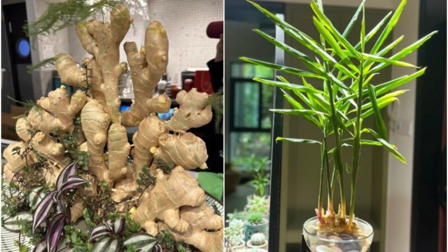 Tại sao nhiều người thích trồng gừng phong thủy trong nhà?
