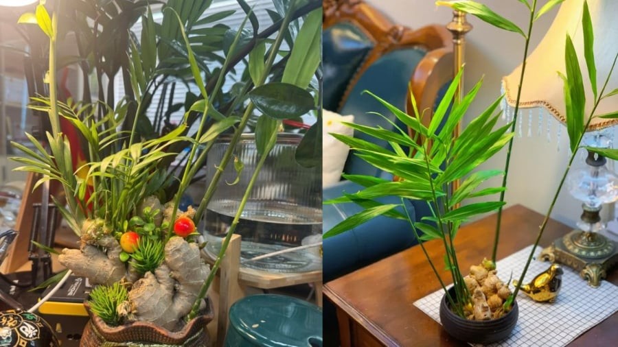 Bạn có thể chọn cách trồng gừng thủy sinh để đặt ở văn phòng, trên bàn làm việc.