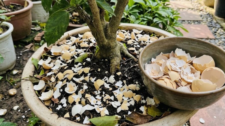 Bạn có thể sử dụng vỏ trứng làm phân bón cho cây trồng.