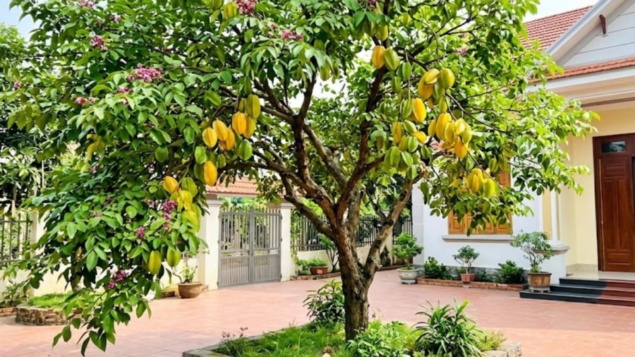 Gia chủ không nên trồng cây khế ở vị trí chắn cửa chính, làm cản trở lối ra vào nhà.