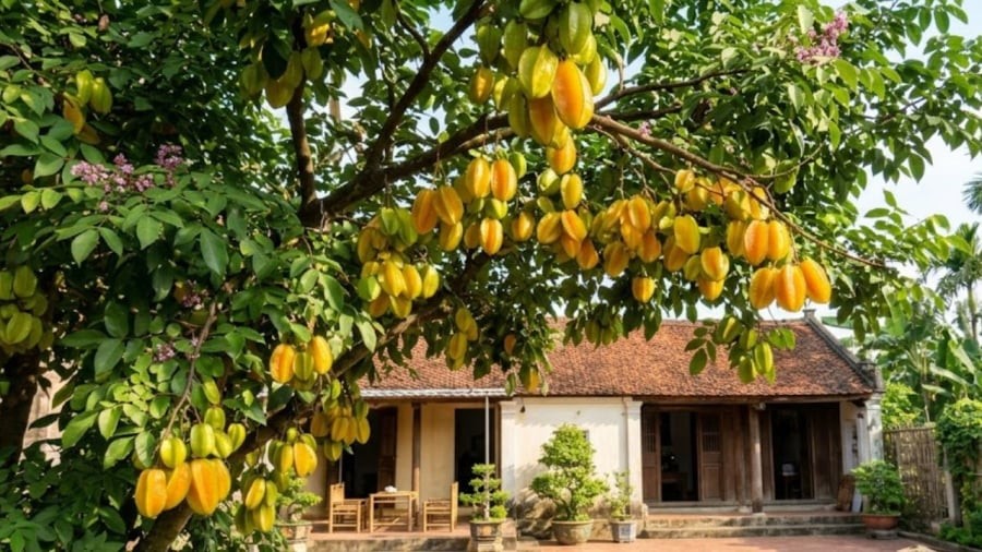 Khi trồng cây khế, bạn cần chú ý đến đất trồng cũng như cách tưới nước.