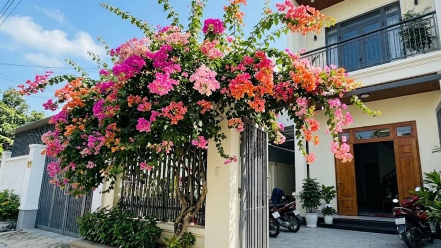 Gia chủ có thể trồng cây hoa giấy ở hai bên cổng hoặc dọc hàng rào.